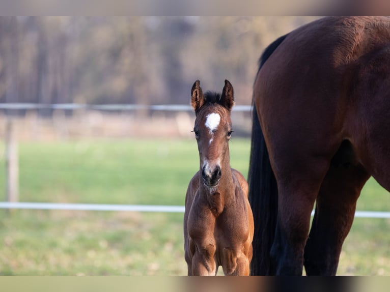 Oldenburg Stallion Foal (03/2026) Bay-Dark in Löningen