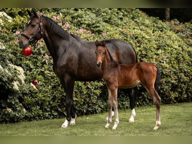 Oldenburg Stallion  Bay-Dark in L&#xF6;ningen