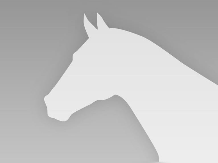 Oldenburg Stallion Foal (04/2023) Bay-Dark in Lucka