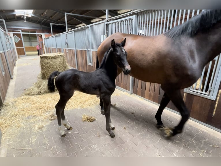 Oldenburg Stallion Foal (05/2024) Bay-Dark in Molbergen