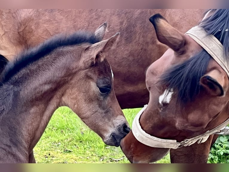 Oldenburg Stallion Foal (04/2026) Bay-Dark in Osten