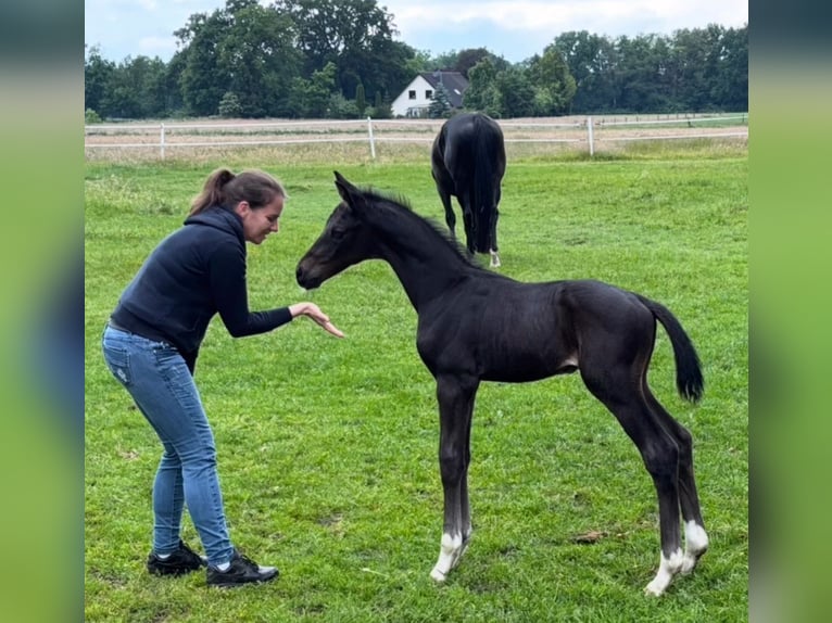 Oldenburg Stallion Foal (05/2025) Bay-Dark in Ostercappeln