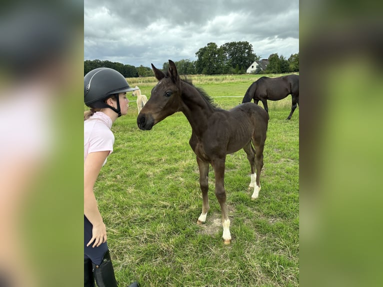 Oldenburg Stallion Foal (05/2025) Bay-Dark in Ostercappeln