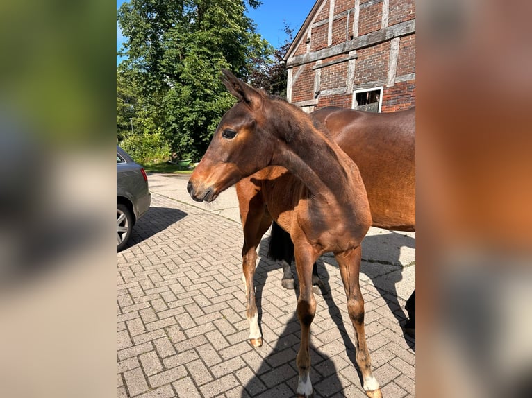 Oldenburg Stallion Foal (03/2026) Bay-Dark in Ovelgönne