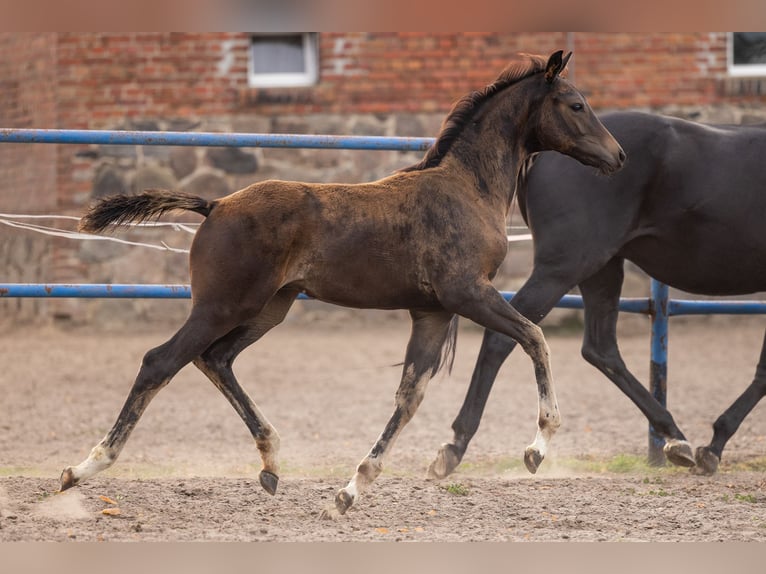 Oldenburg Stallion Foal (06/2026) Bay-Dark in Rietz-Neuendorf