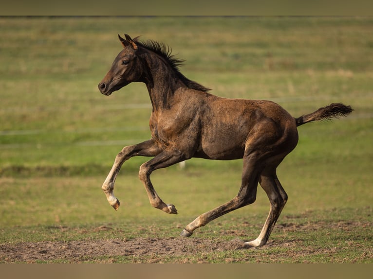 Oldenburg Stallion Foal (06/2026) Bay-Dark in Rietz-Neuendorf