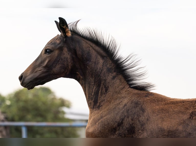 Oldenburg Stallion Foal (06/2026) Bay-Dark in Rietz-Neuendorf