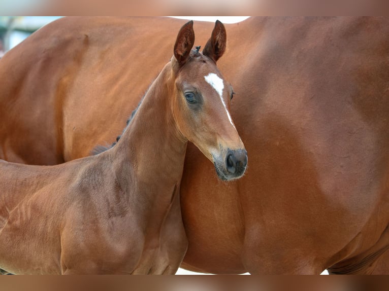 Oldenburg Stallion Foal (05/2025) Bay-Dark in Steinfeld (Oldenburg)