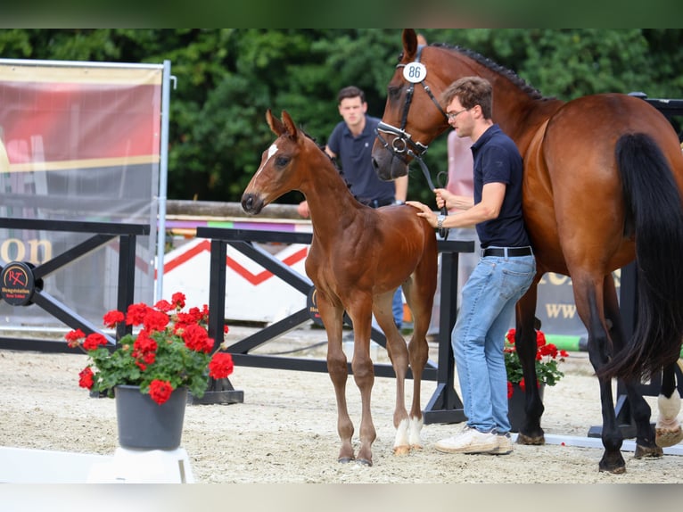Oldenburg Stallion Foal (05/2025) Bay-Dark in Steinfeld (Oldenburg)
