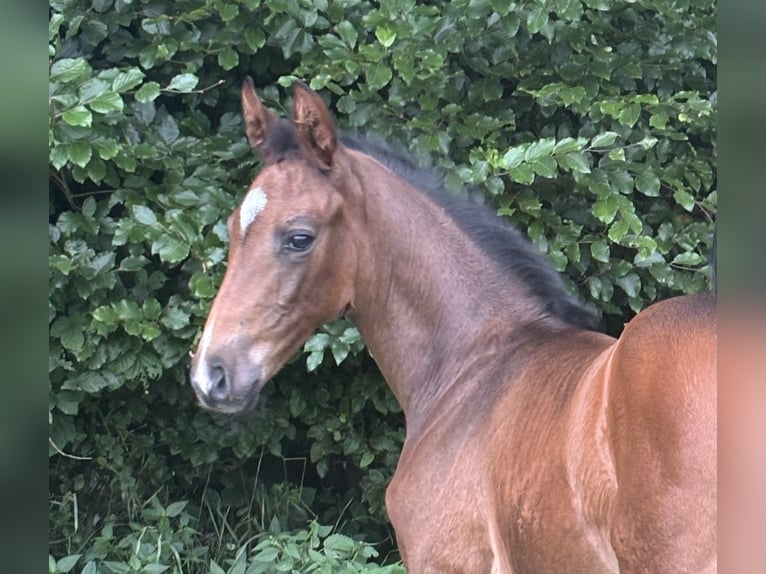 Oldenburg Stallion Foal (06/2025) Bay-Dark in Stuhr
