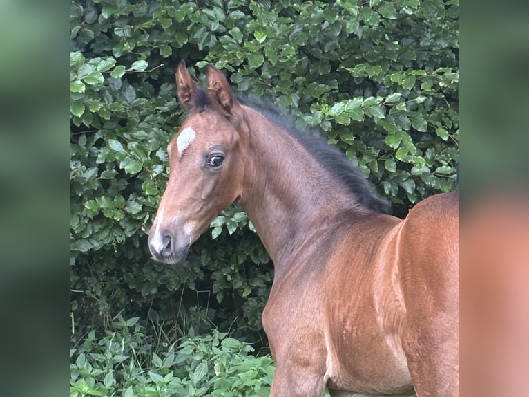 Oldenburg Stallion Foal (06/2025) Bay-Dark in Stuhr