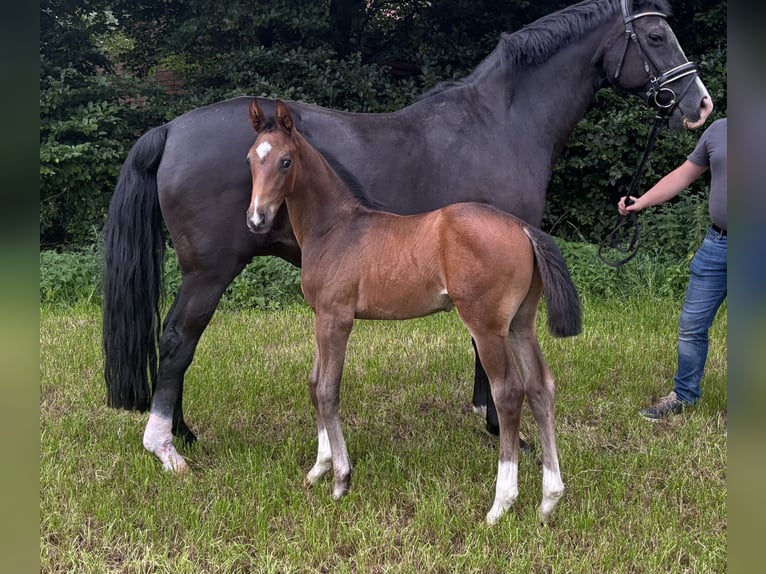 Oldenburg Stallion Foal (06/2025) Bay-Dark in Stuhr