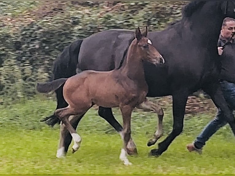 Oldenburg Stallion Foal (06/2025) Bay-Dark in Stuhr