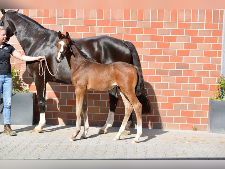 Oldenburg Stallion Foal (04/2026) Bay-Dark in Vechta