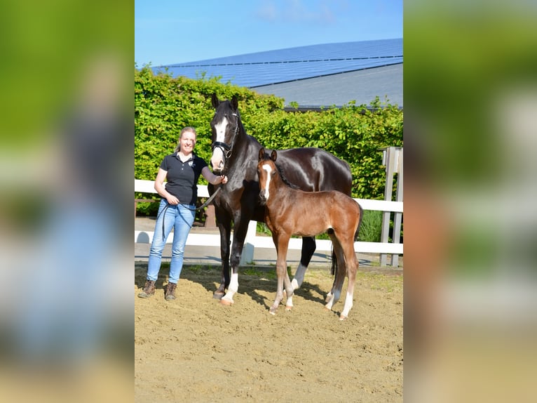 Oldenburg Stallion Foal (04/2026) Bay-Dark in Vechta