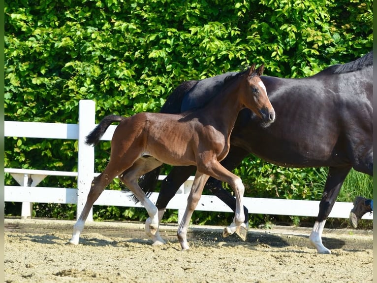 Oldenburg Stallion Foal (04/2026) Bay-Dark in Vechta