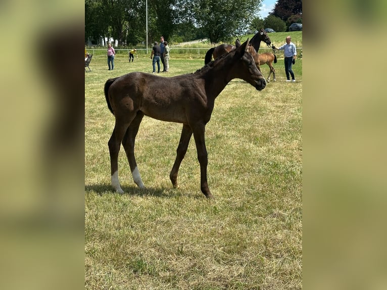 Oldenburg Stallion  Black in Bleckede