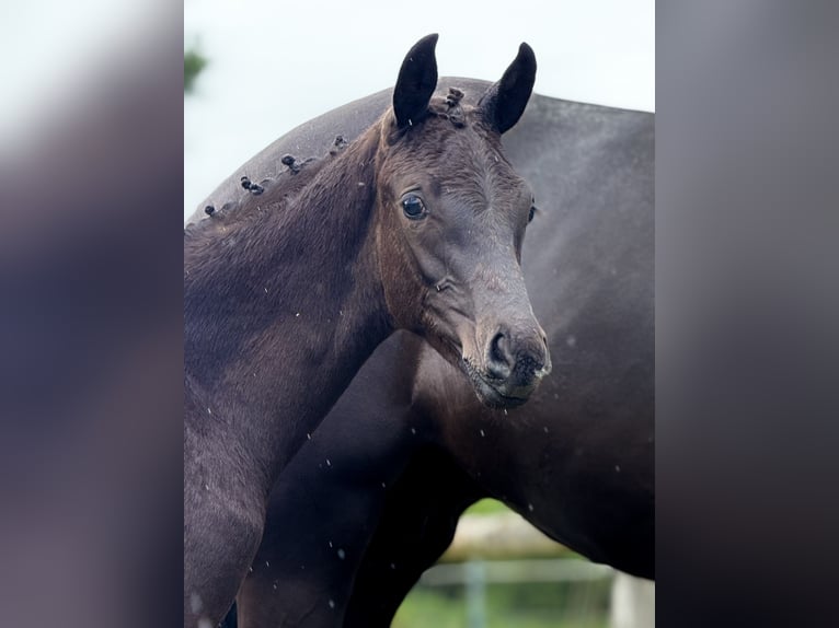 Oldenburg Stallion  Black in Blunk