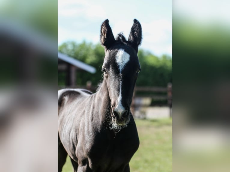 Oldenburg Stallion  Black in Blunk