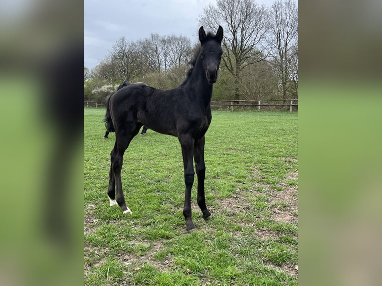 Oldenburg Stallion  Black in Blunk
