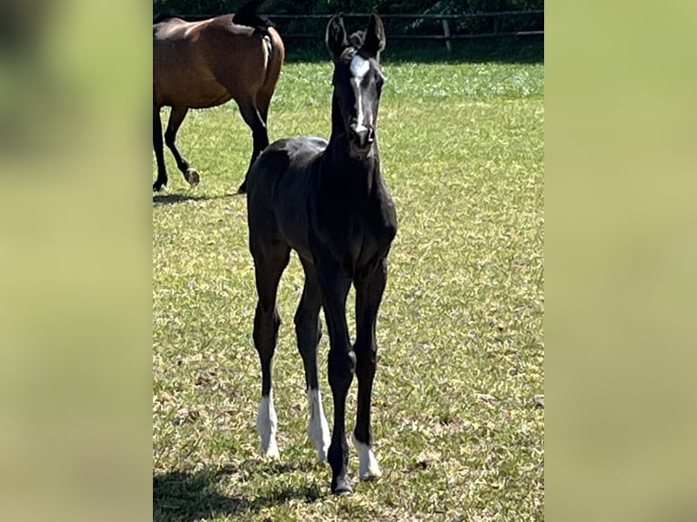 Oldenburg Stallion  Black in Blunk