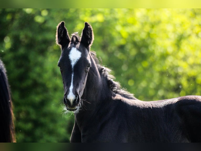 Oldenburg Stallion  Black in Blunk