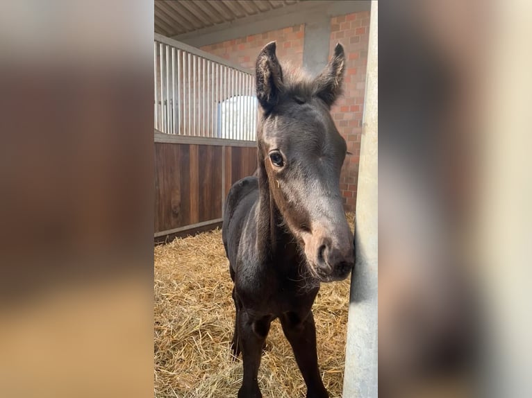 Oldenburg Stallion  Black in Blunk