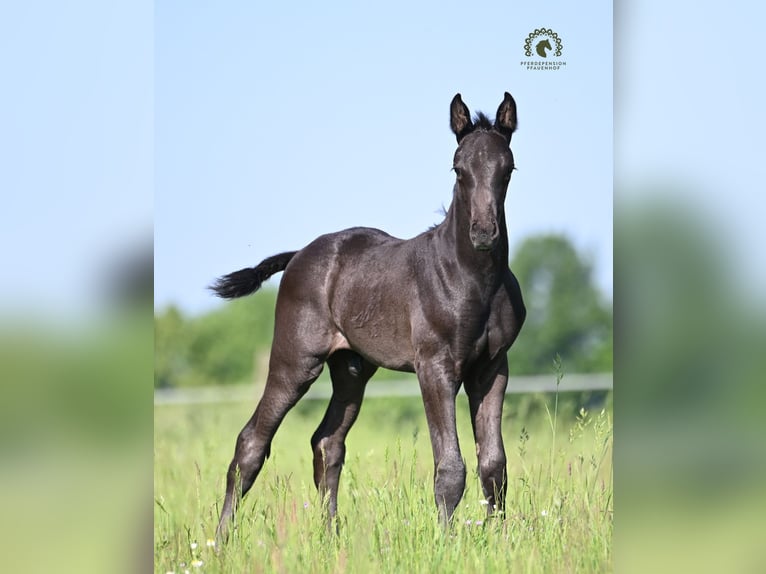 Oldenburg Stallion Foal (05/2026) Black in Reichenwalde