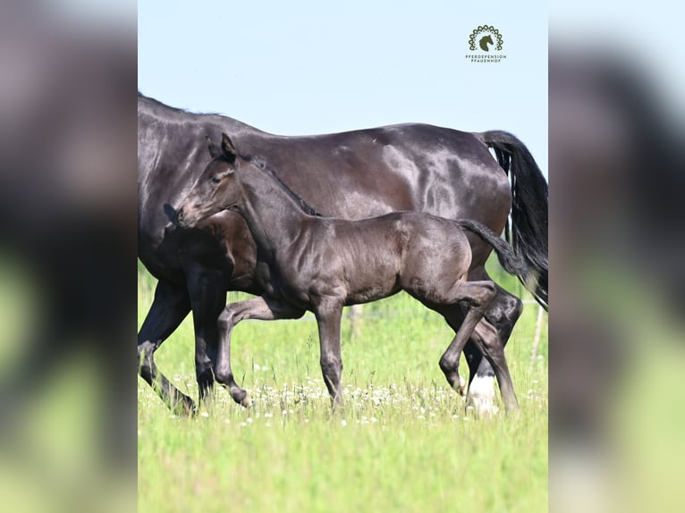 Oldenburg Stallion Foal (05/2026) Black in Reichenwalde