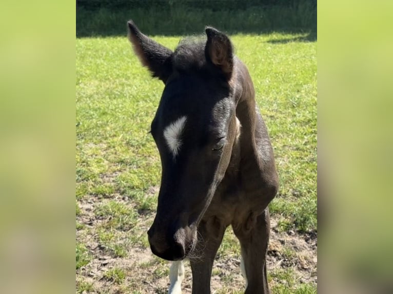 Oldenburg Stallion Foal (04/2026) Black in Vechta