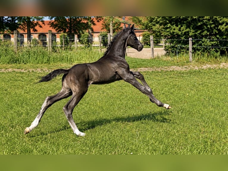 Oldenburg Stallion Foal (04/2026) Black in Vechta