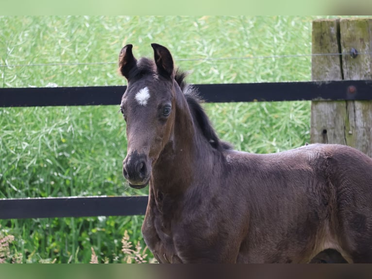 Oldenburg Stallion Foal (05/2026) Black in Gersten