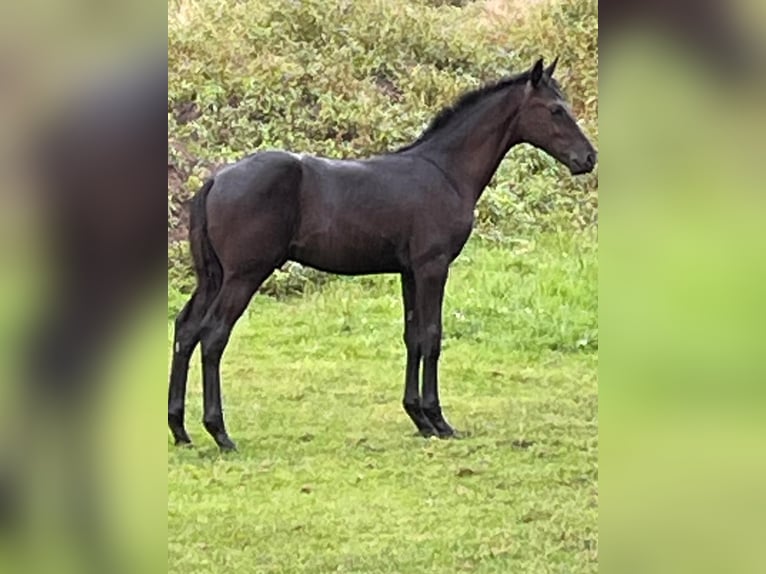 Oldenburg Stallion Foal (03/2025) Black in Hude (Oldenburg)