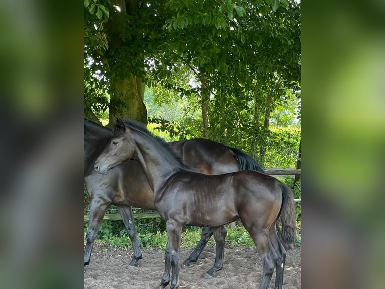 Oldenburg Stallion Foal (03/2025) Black in Hude (Oldenburg)