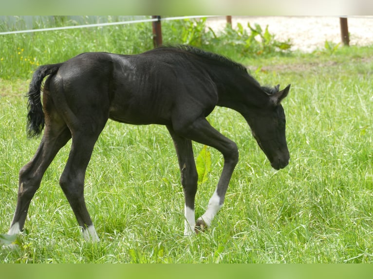 Oldenburg Stallion Foal (04/2023) Black in Vechta