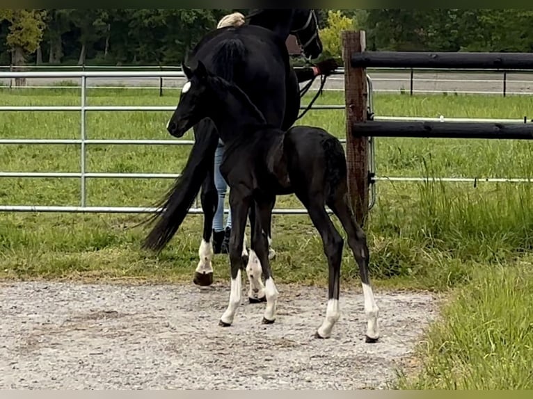 Oldenburg Stallion Foal (04/2023) Black in Vechta