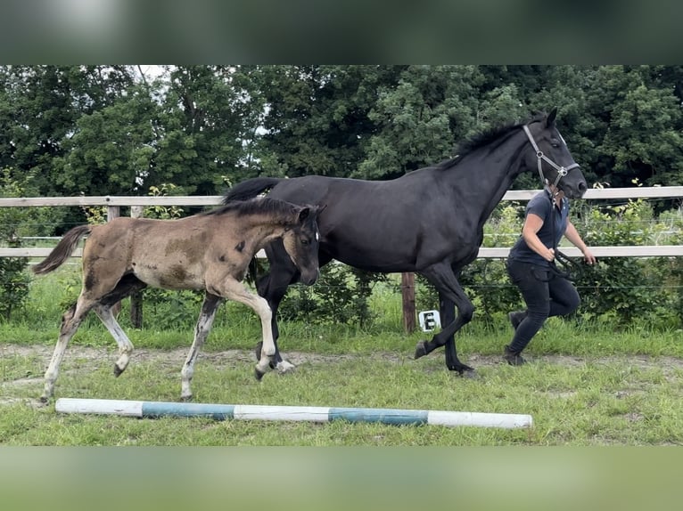 Oldenburg Stallion Foal (04/2025) Black in Vechta