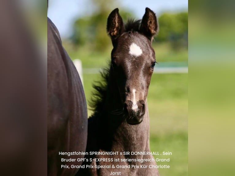 Oldenburg Stallion Foal (04/2025) Black in Vechta
