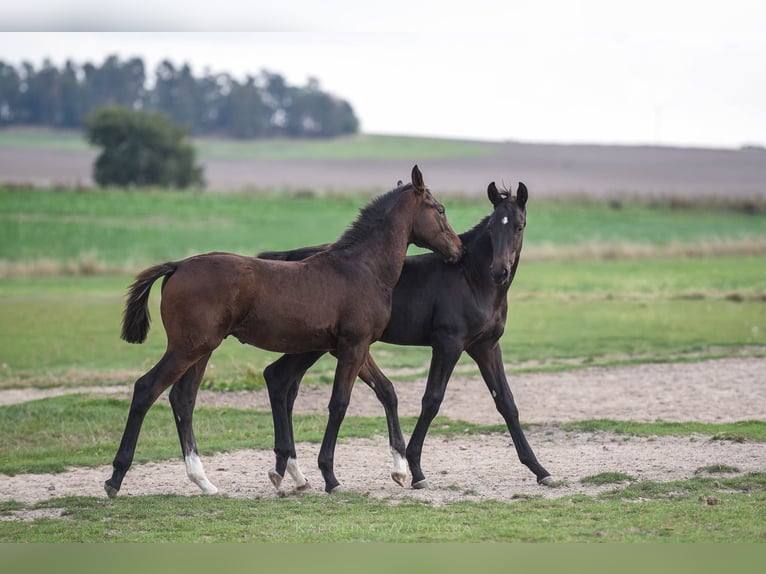 Oldenburg Stallion Foal (05/2026) Black in Chwarstnica