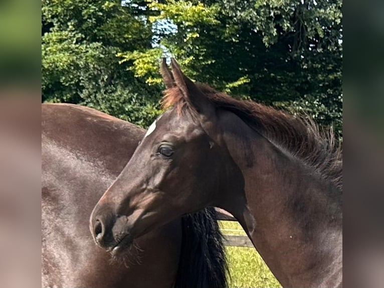 Oldenburg Stallion  Black in Cloppenburg