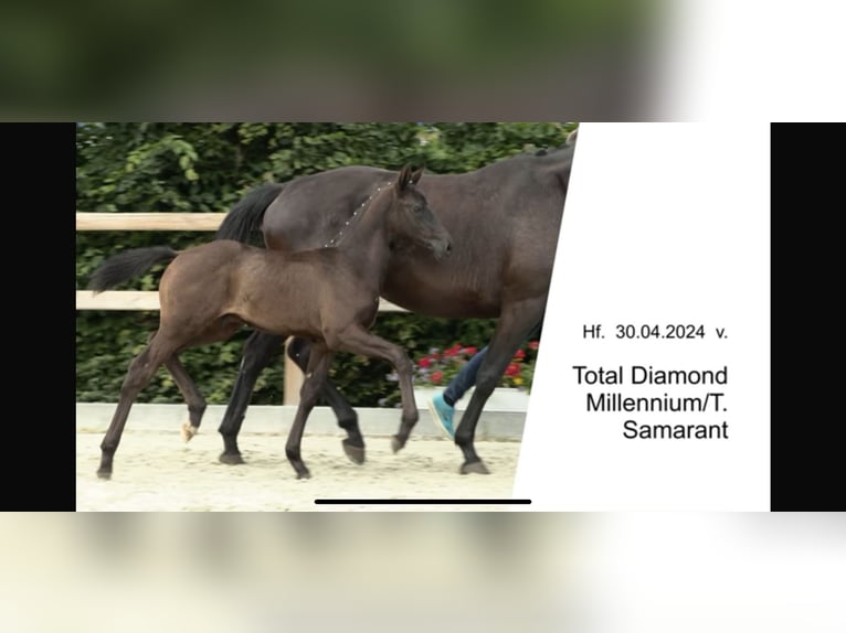 Oldenburg Stallion Foal (05/2024) Black in Esens