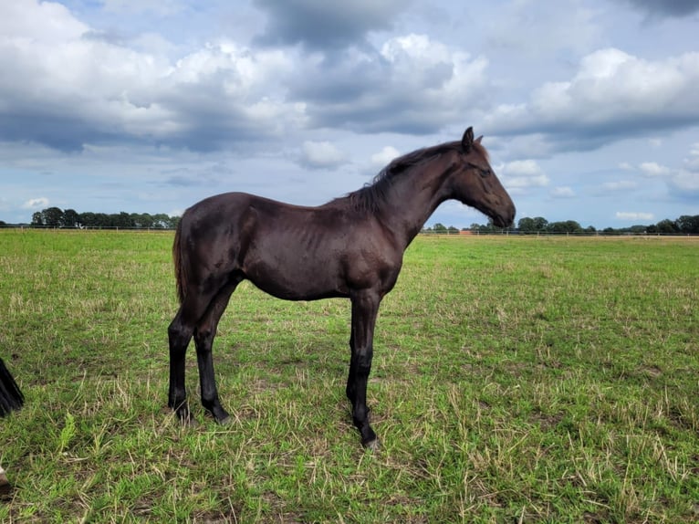 Oldenburg Stallion Foal (02/2024) Black in Essen (Oldenburg)