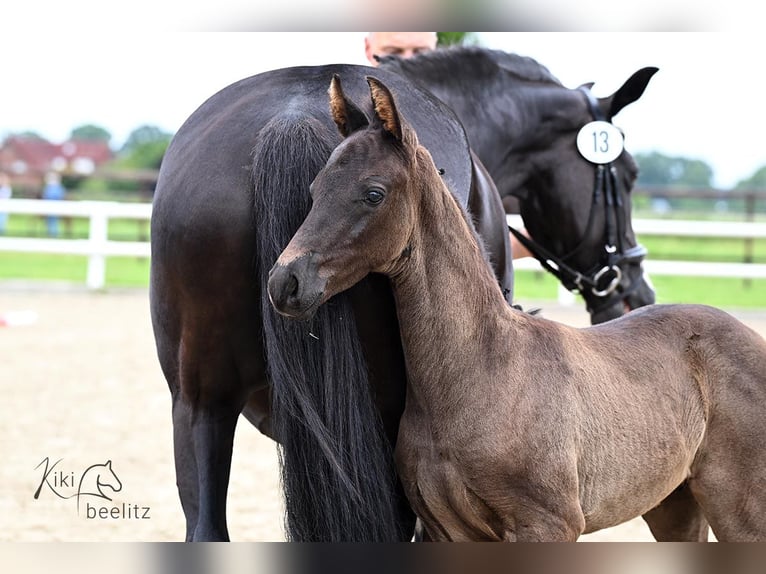 Oldenburg Stallion  Black in Essen (Oldenburg)