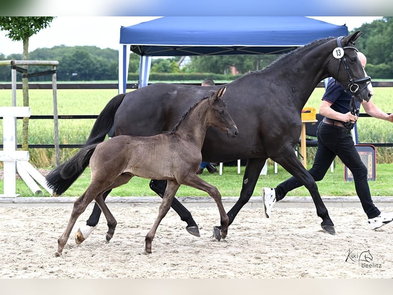 Oldenburg Stallion  Black in Essen (Oldenburg)