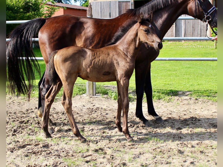 Oldenburg Stallion Foal (05/2025) Black in Essen (Oldenburg)
