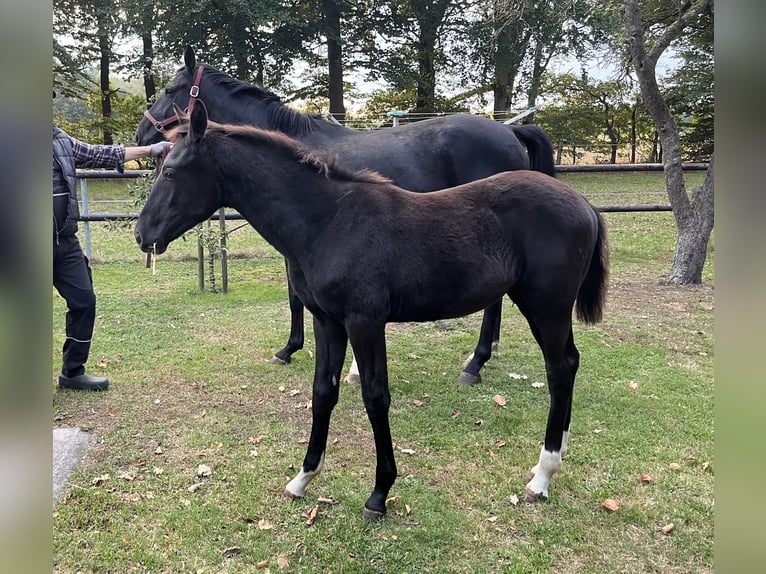 Oldenburg Stallion Foal (04/2025) Black in Essen (Oldenburg) Oldenburg Stallion Foal (04/2025) Black in Essen (Oldenburg)