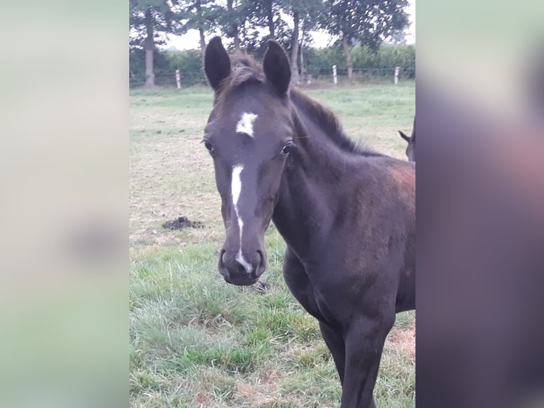 Oldenburg Stallion Foal (04/2025) Black in Essen (Oldenburg)