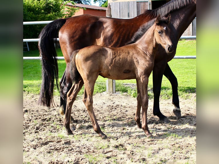 Oldenburg Stallion  Black in Essen (Oldenburg)