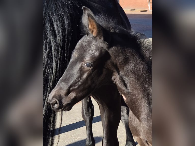 Oldenburg Stallion  Black in Essen (Oldenburg)