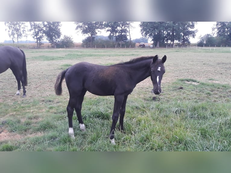 Oldenburg Stallion Foal (04/2025) Black in Essen (Oldenburg)